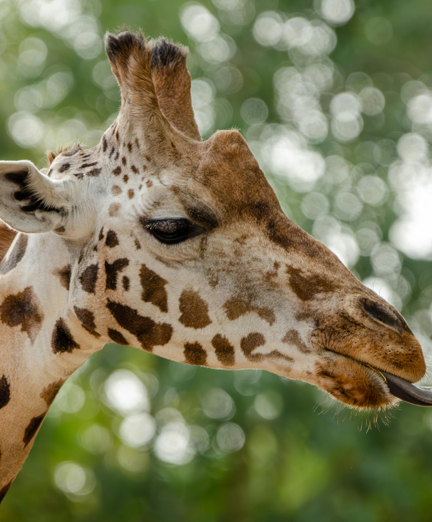 Colchester Zoo in Essex is fun for the whole family